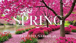 Abril en Flor 4K 🌸 La Temporada Alta 2026 - Impresionantes Tulipanes, Lirios y Serenos Paisajes Pri screenshot 2