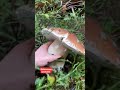 Funghi porcini boletus