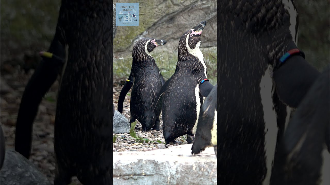 Penguin makes hooting trumpet sound | #Shorts