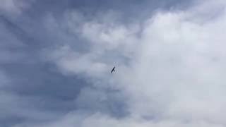 Training kestrel with lure by Quynh Nguyen