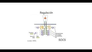 3 Jak Stat Biología 2016
