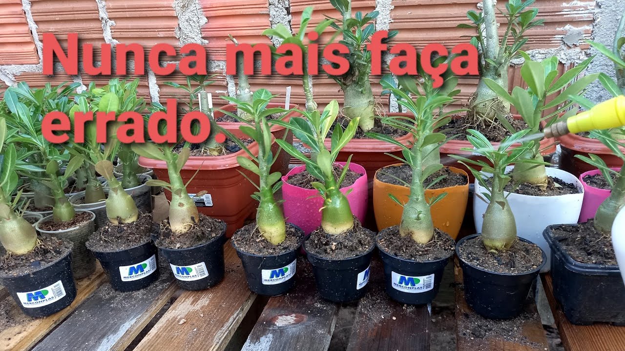 Maneira correta de regar a rosa do deserto.