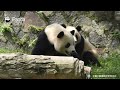 Panda Trying Hard To Stay Awake | iPanda