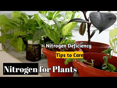 Nitrogen for plants|Homemade nitrogen fertilizer|Nitrogen Deficiency and tips to care|Nitrogen|Tamil