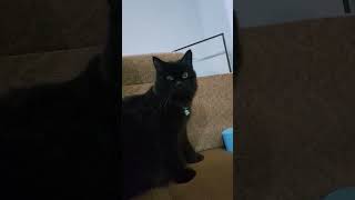 Utung Makin Gede Makin Pendiem