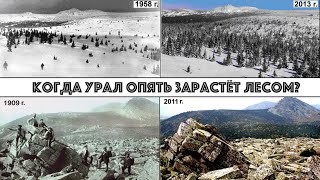 Почему лес идет в горы Урала. 3 дня с учеными дендрохронологами на Иремеле