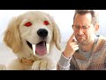 WHY MY DOG WENT INSANE!