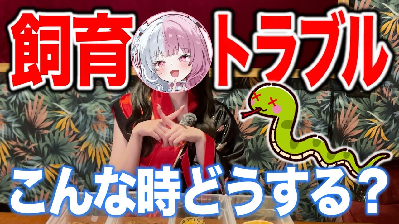 【初心者必見♥】ボールパイソンの飼育トラブルをサキュバスが優しく教える！【#夜トノ神】