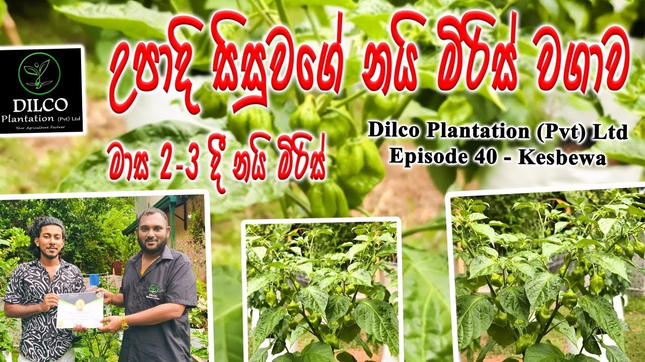 👨🏻‍🎓 උපාදි සිසුවගේ නයි මිරිස් වගාව🪴මාස 2-3දී නයි මිරිස් - Dilco Plantation-0776395088 - Episode 40