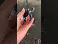 赤ちゃんウミガメを海へ連れて行ってみませんか