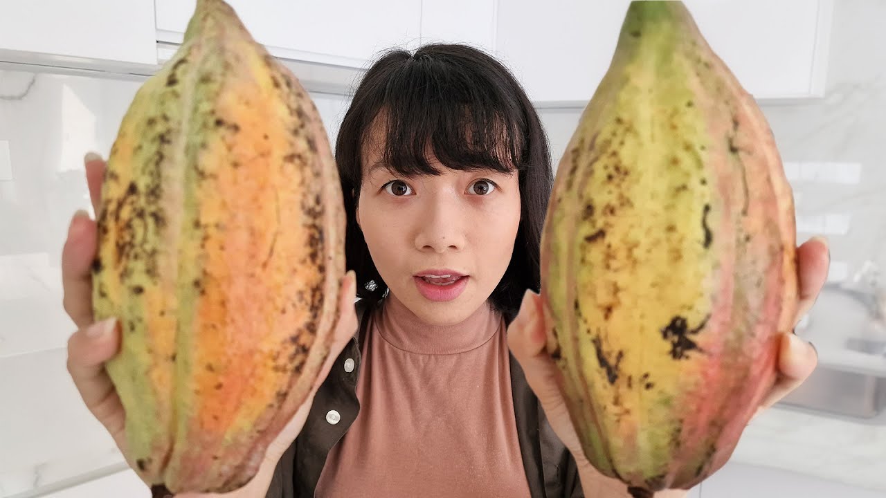 Zrobiliśmy czekoladę z owoców kakaowca!