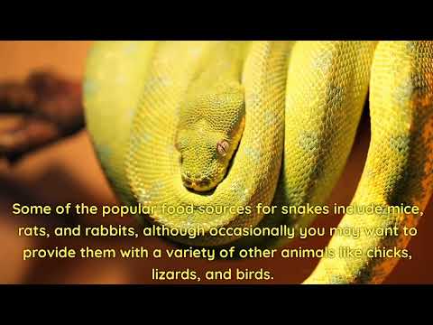 pythons || The biggest snake in the world