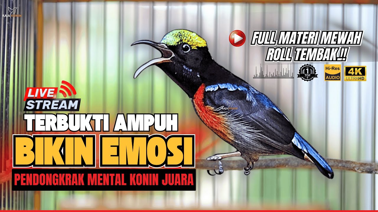 🛑MASTERAN TERBAIK‼️KONIN GACOR NEMBAK FULL ISIAN TERMEWAH — PANCINGAN KOLIBRI NINJA SUARA JERNIH