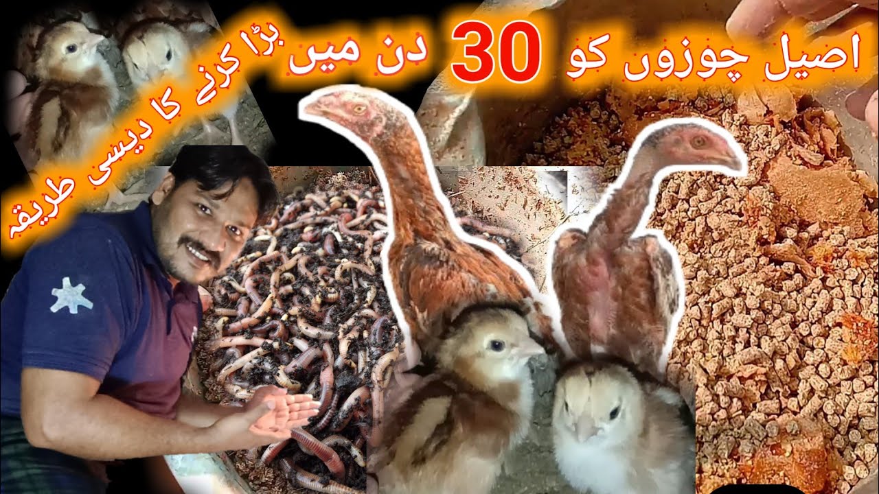 how-to-increase-chicks-weight-faster-fast-grow-tips-for-chicken-s-baby