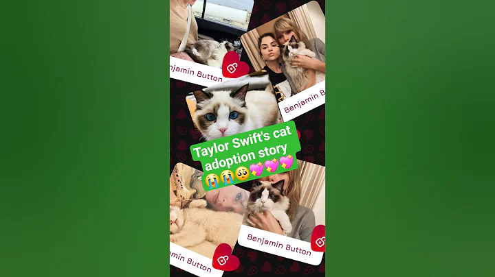 Video 11815381: cat pets, cat adoption