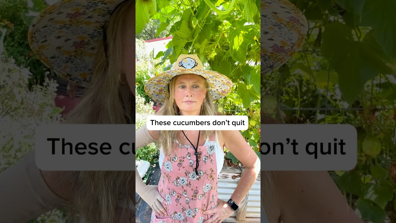 Lemon cucumbers keep thriving in the heat 