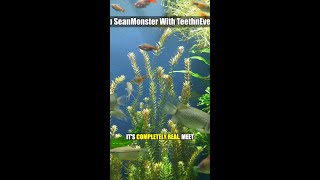 The Deep Sea Monster With Teeth Everywhere