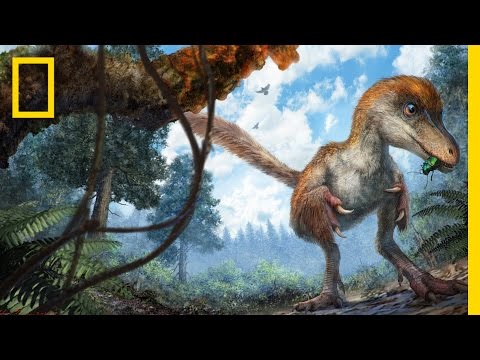 Dinosaur&rsquo;s Feathered Tail Found Remarkably Preserved in Amber | National Geographic