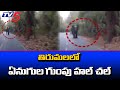 Elephants chase bike riders in Tirumala, viral video