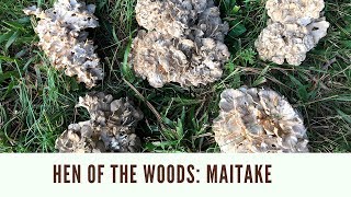 野生舞茸 灰树花 Foraging Hen Of The Woods Mushrooms