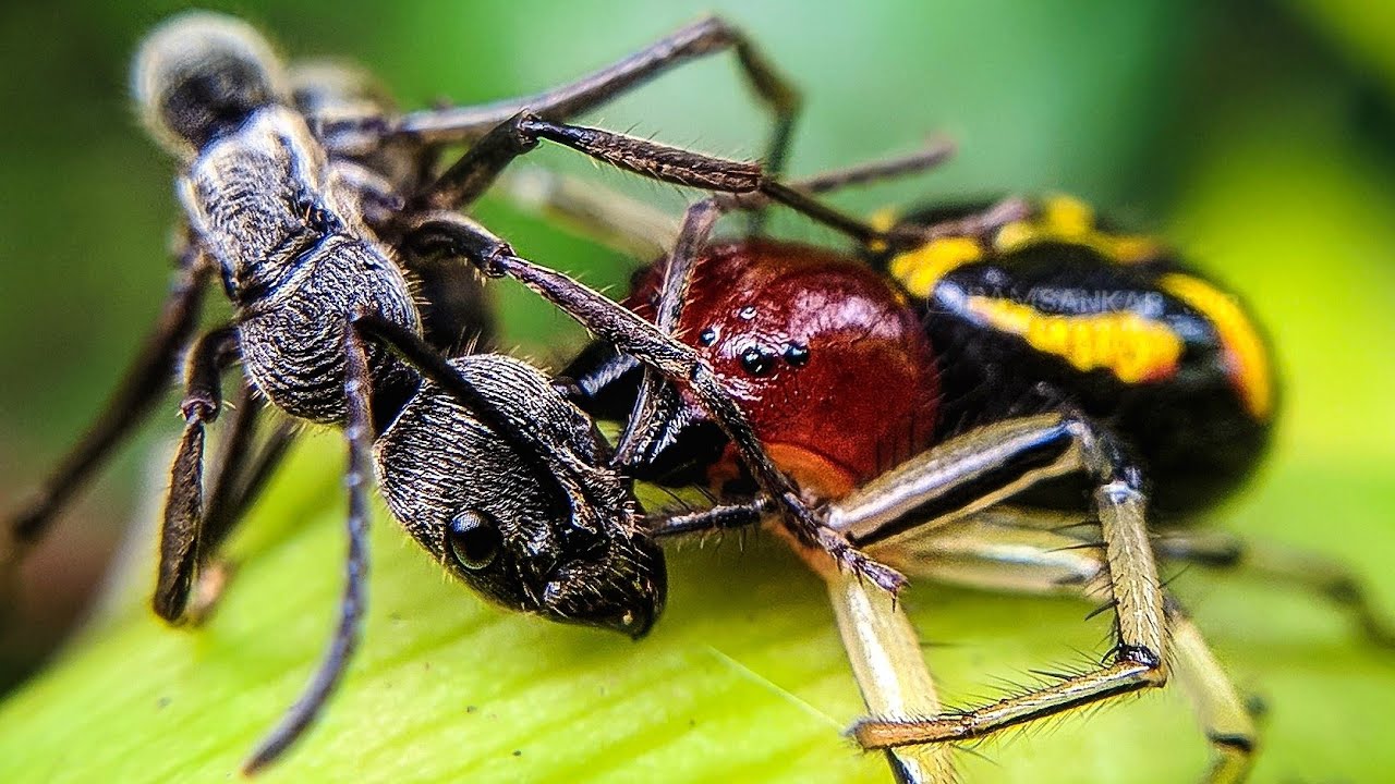 Spider vs Ant Crab Spider killing Diacamma ant Macro video YouTube