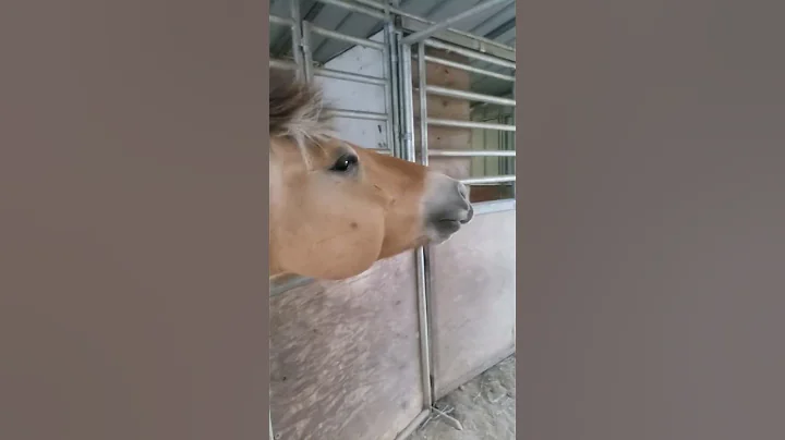 scratching my horse's mosquito bite - DayDayNews