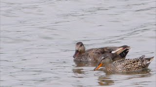 Krakeend mannetje en vrouwtje (Gadwall male and female)