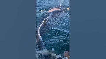 Mắc lưới cá voi đuổi theo thuyền của con người để cầu cứu