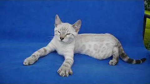 Watch the video about Pico12wks