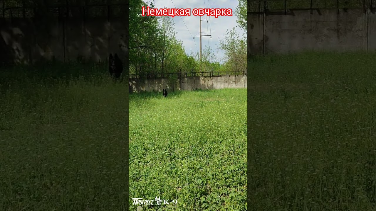 Black shepherd dog. Чёрная немецкая овчарка. 