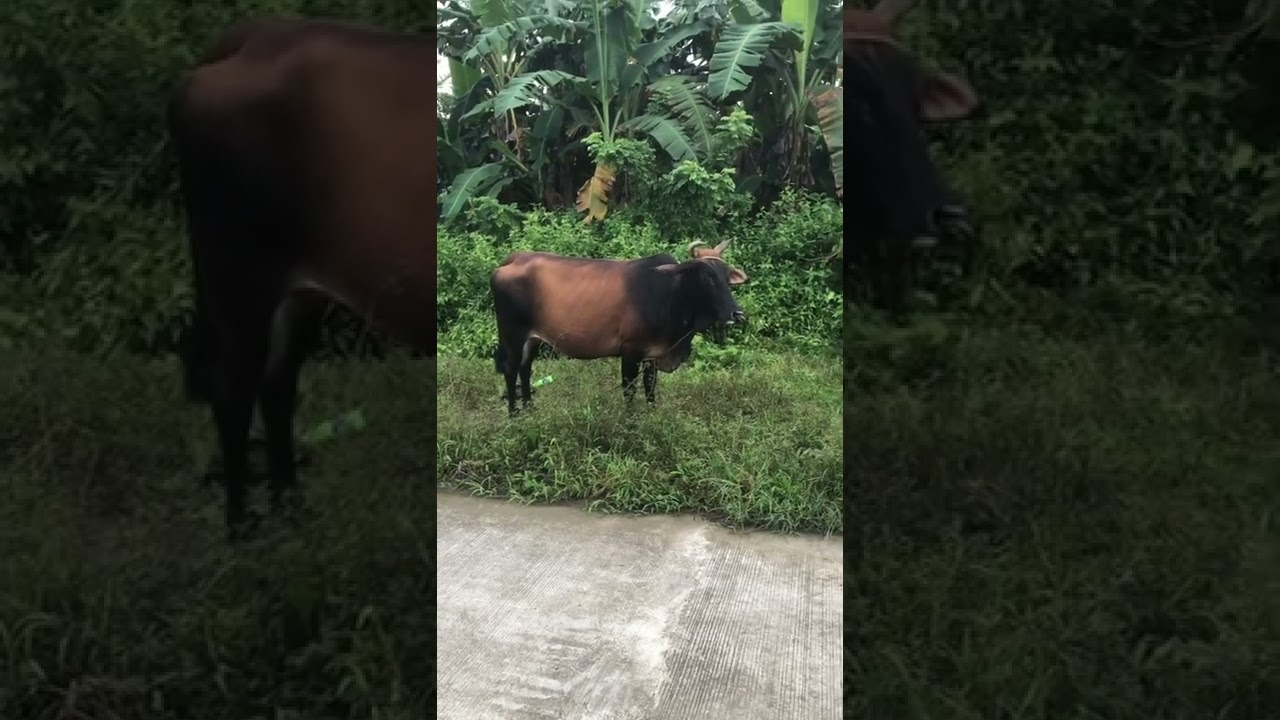 #cow