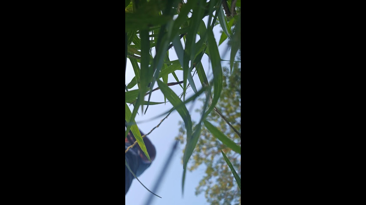 Live streaming of TLR Crreek Fishing