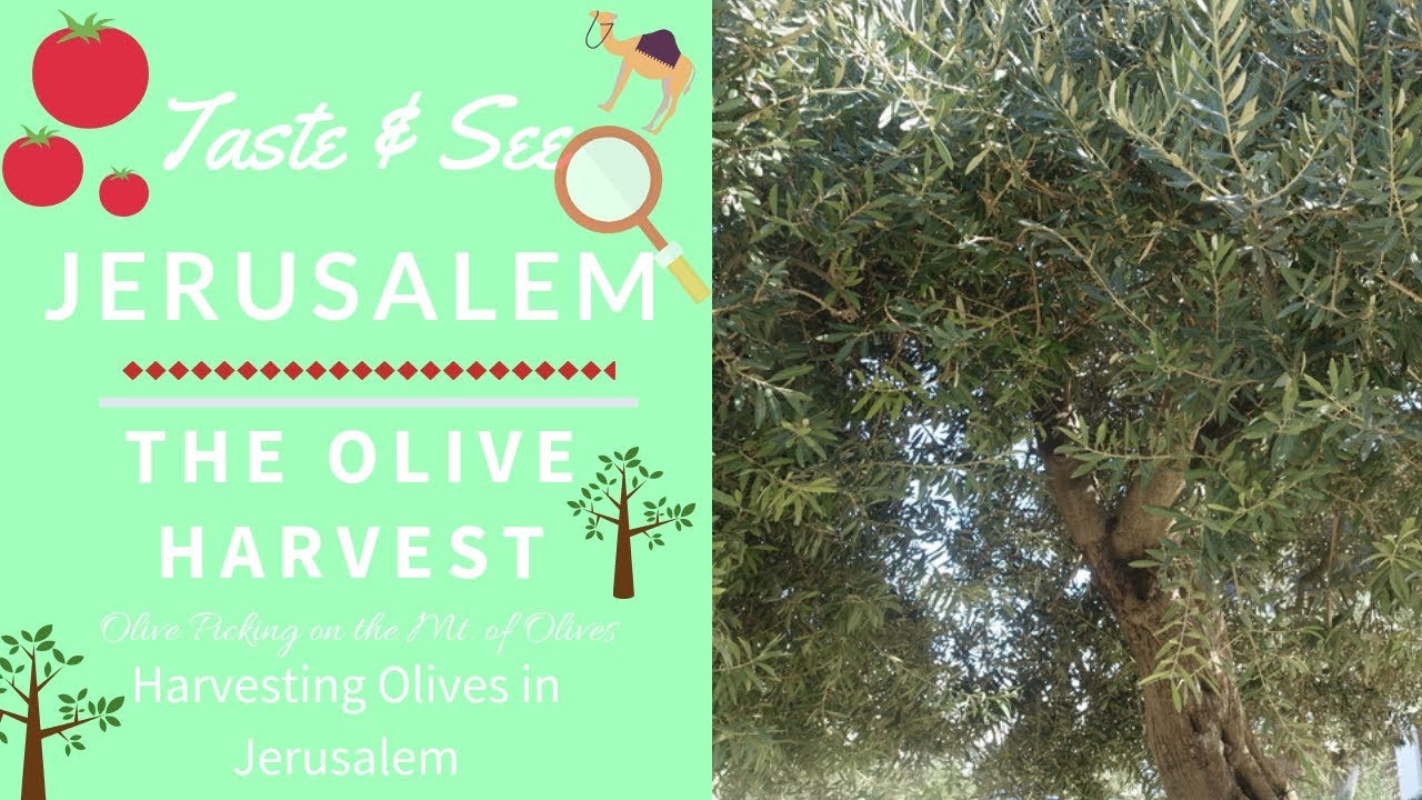 Olive Harvest in Jerusalem at the Mt. of Olives (Picking Olives to Make