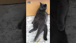 The Aristocat: A Purrfect Pose #shorts #funny #funnyvideo #cat
