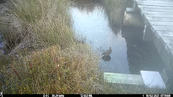 Wetland Videos - 12 Old Mill Lane, Ngunguru