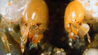 NCC's Justin Miller scouts and diagnosis of Asiatic garden beetle