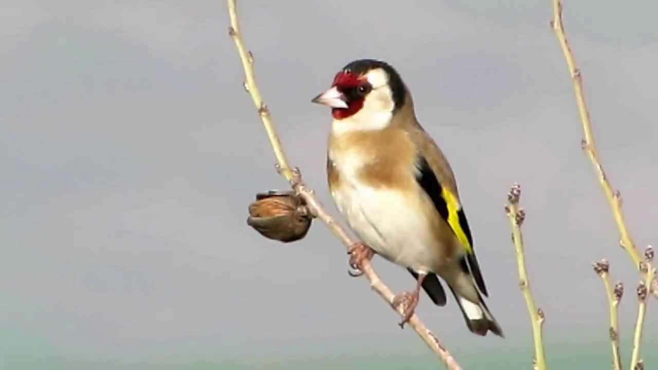 European Goldfinch حسون بري 