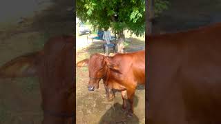 Sahiwal Caff 6 Month Bachha H