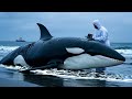 Miracle of Rescue! The Stranded Orca Was Surprisingly Pregnant