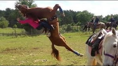 Nestle CRUNCH! horse