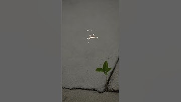 قرآن كريم #اللهم_صل_وسلم_على_نبينا_محمد #المصحف