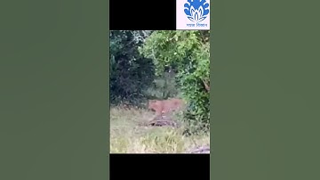 Python and leopard fighting scene 😱😱 | 💥💥 Wonderful Animal Kingdom 50 💥💥 #short #trending #shorts