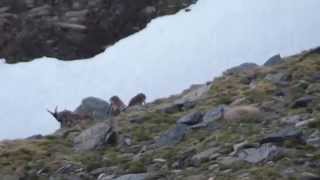LA BERREA EN SIERRA NEVADA (mayo de 2.012)