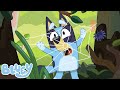 ブルーイと楽しむハロウィンいたずら!🎃🦇 | ブルーイ - 日本公式チャンネル - Bluey