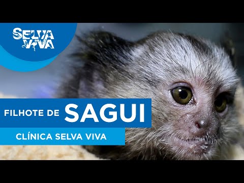 Sagui - Como cuidar desse macaquinho