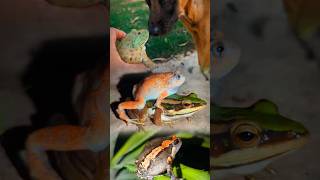 Funny Frog Kiss Funny Dog Catch A Frog Funny Funny Catching Froggy