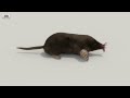 Star-Nosed Mole Low Poly 3D model by 3DModels.org