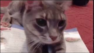 Cat Found In Chinese Food ..... Menu