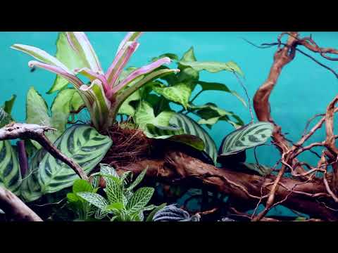 DOUBLE HIDDEN VIDEO: Sneak Peek at the "Selva de Fuego": New Fire Ant Paludarium - DOUBLE HIDDEN VIDEO: Sneak Peek at the "Selva de Fuego": New Fire Ant Paludarium