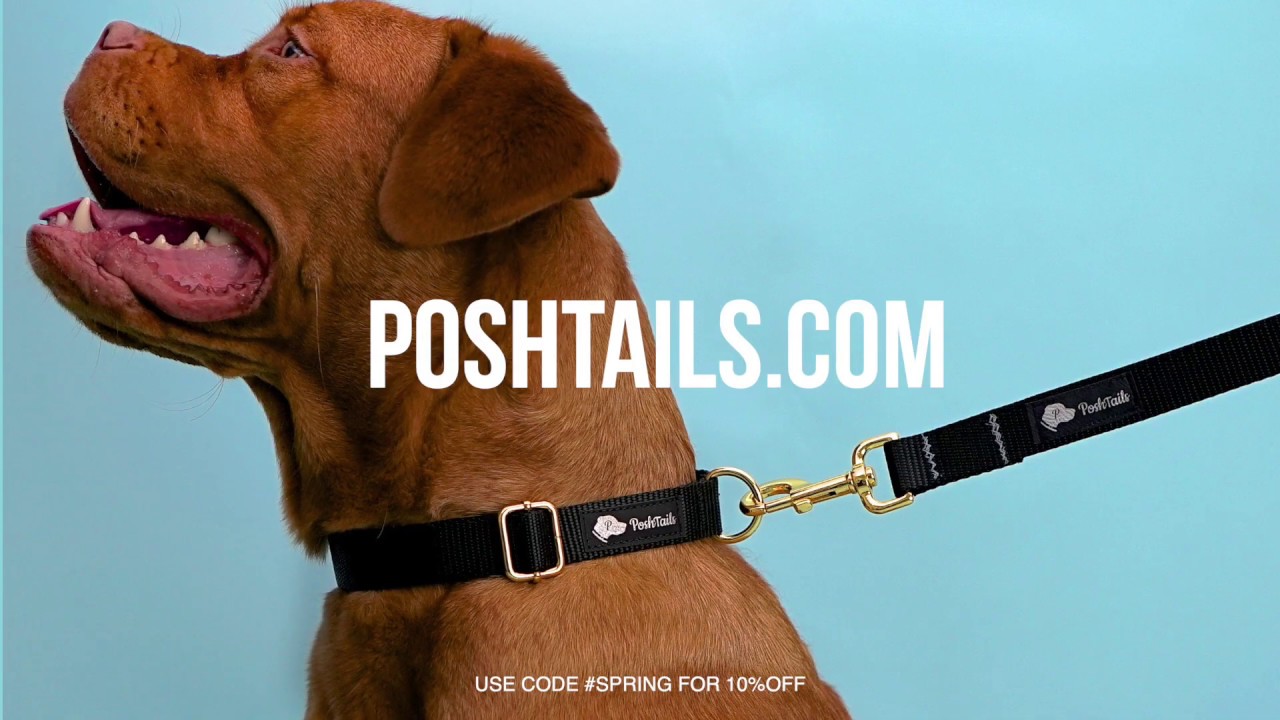 The BEST Collars and Leashes for your dog! YouTube
